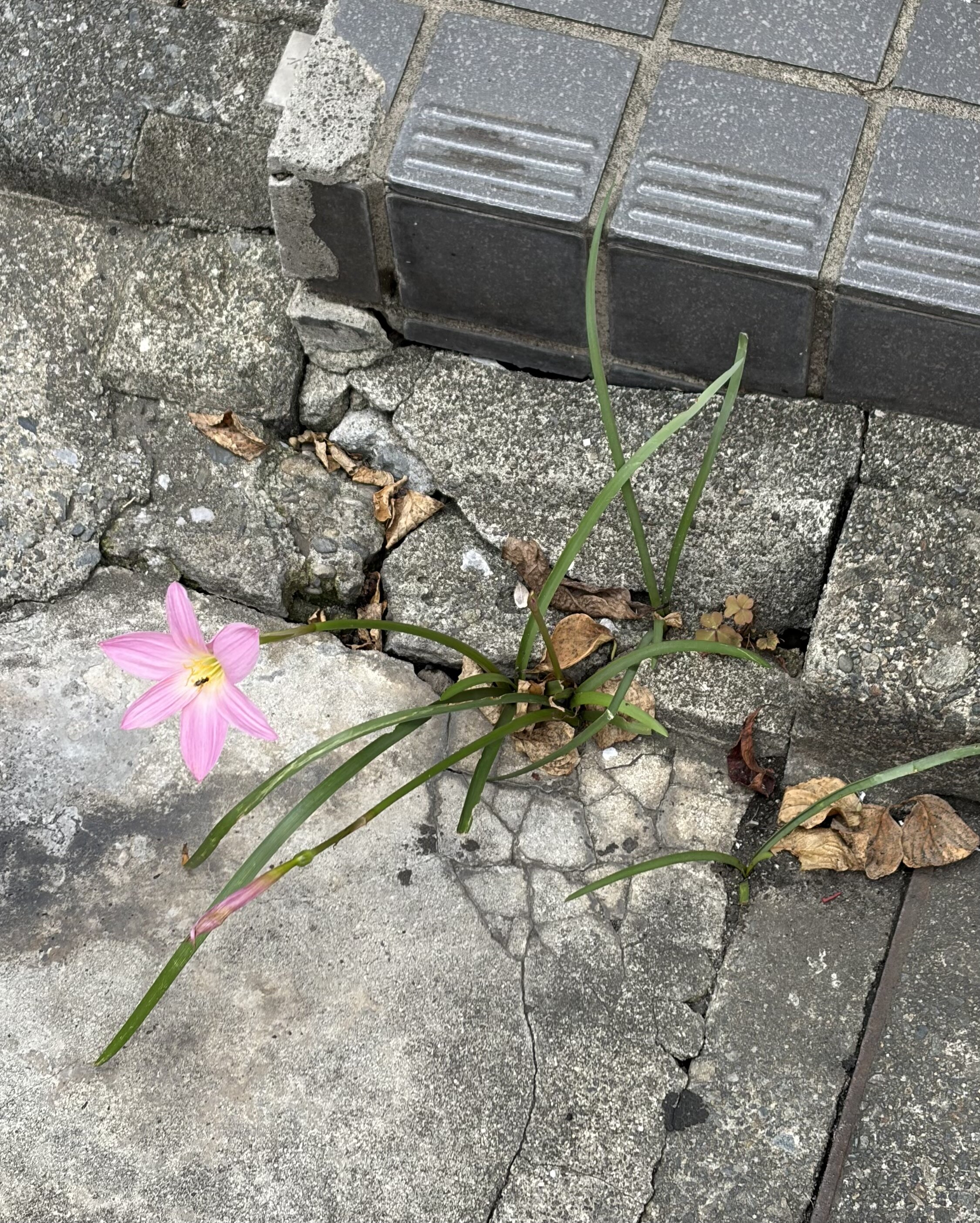一人じゃあ寂しかろ